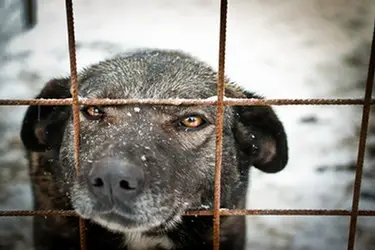 Close up photo of black and brown dog in outdoor cage