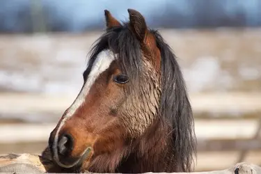 Close up photo of brown and white horse head with pasture in the background