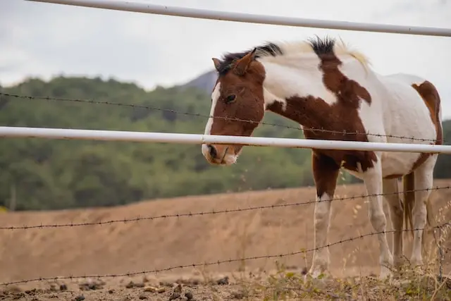 A brown and white horse standing in a pasture behind a barbed wire fence